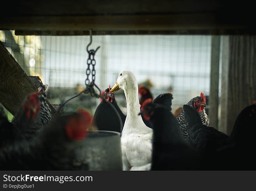 White duck standing among chickens in hen house. White duck standing among chickens in hen house.