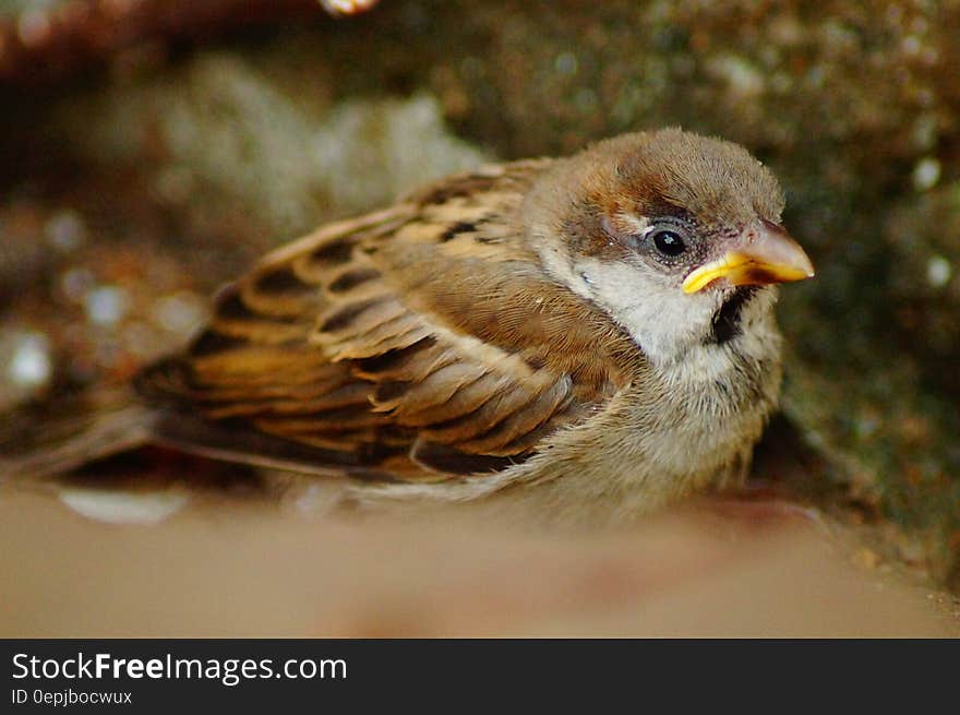 Brown and Grey Bird