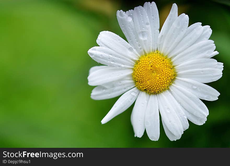 White Daisy