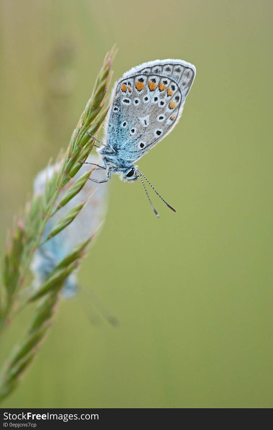 Grey White and Yellow Moth on Green Leaf Plant