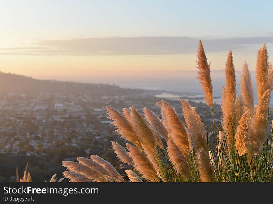 Golden grasses on hillside overlooking coastal town at sunset.