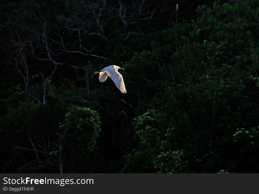 Little Egret above OIST pond. Little Egret above OIST pond