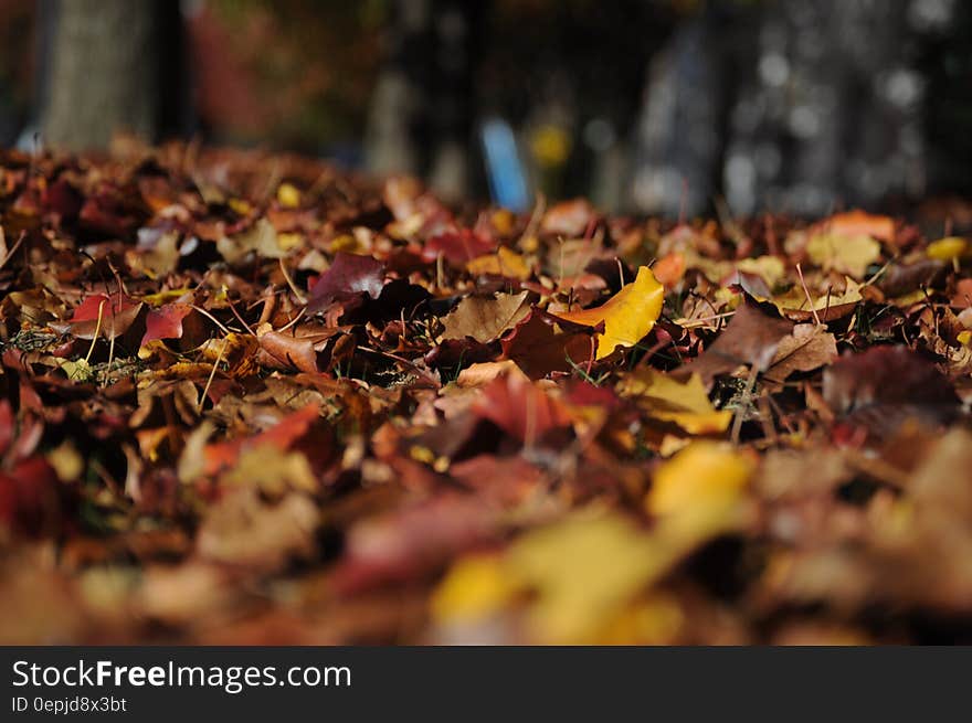 Brown and Red Dried Leaves on Brown Soil