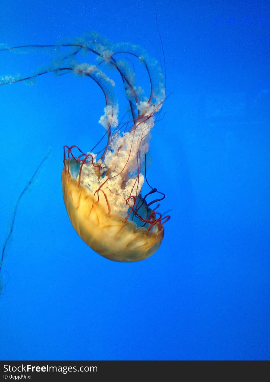 Yellow Jellyfish