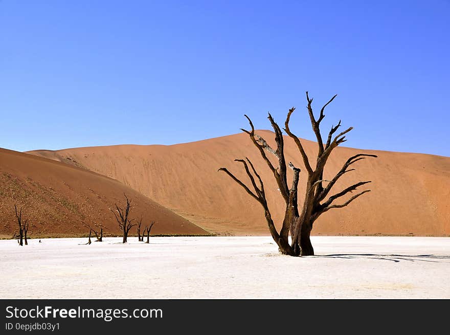 Wittered Tree on a Dessert