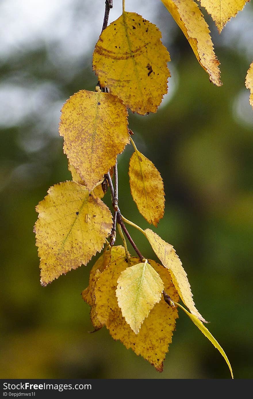 Yellow Leaf