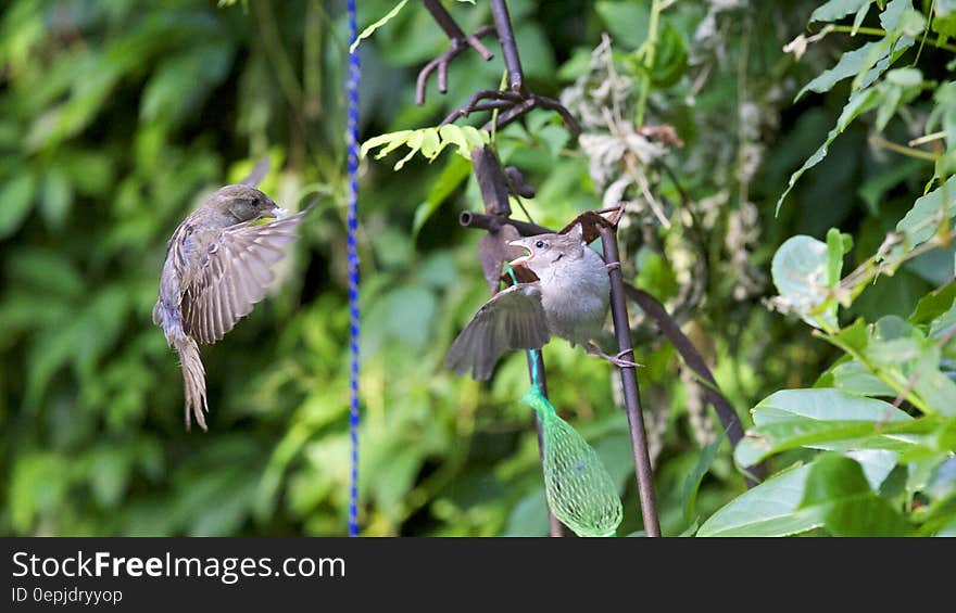 Gray Bird Flying during Daytime