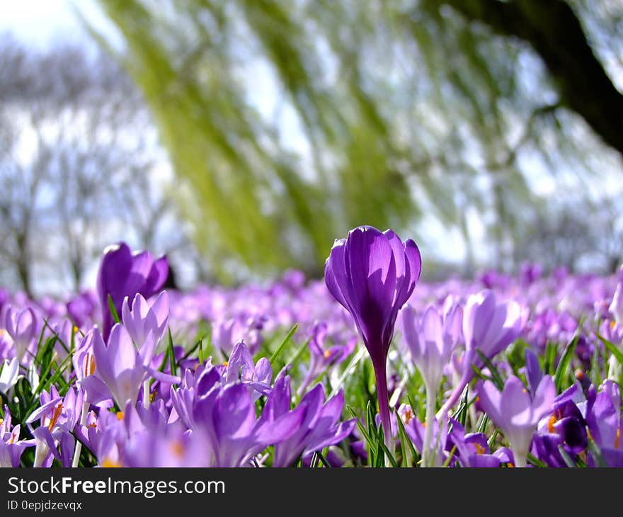 Purple Petaled Flower