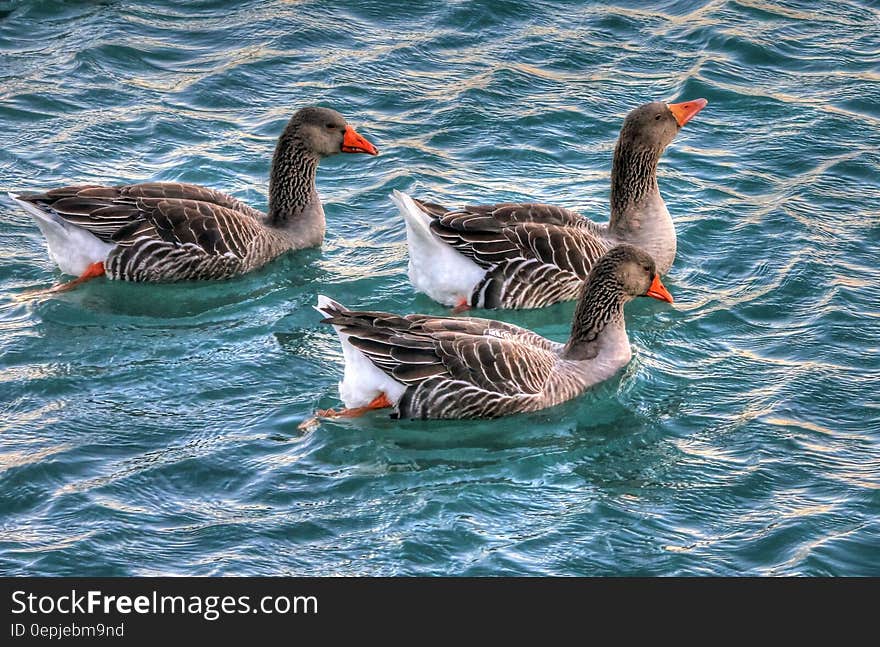 Gray and White 3 Ducks on Swiming