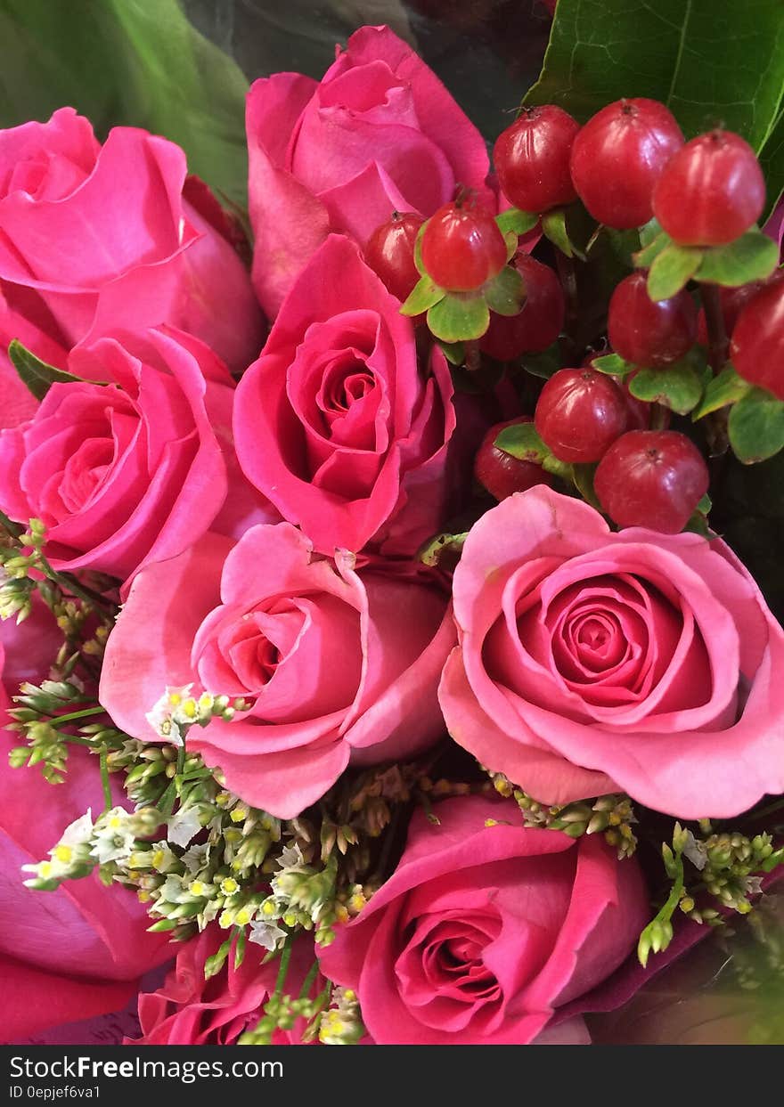 Pink Flowers and Green Leaves