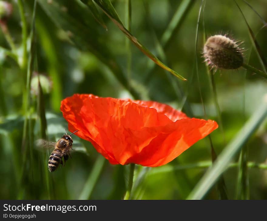 Brown and Black Bee Flying Near Orange Petaled Flower during Daytime