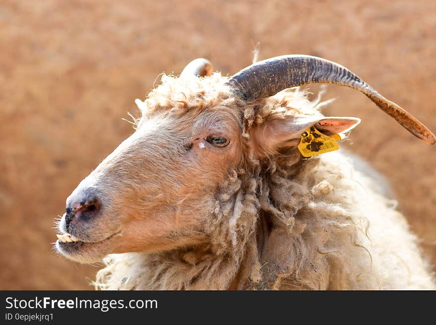 Brown Sheep With Yellow Tag on Ear