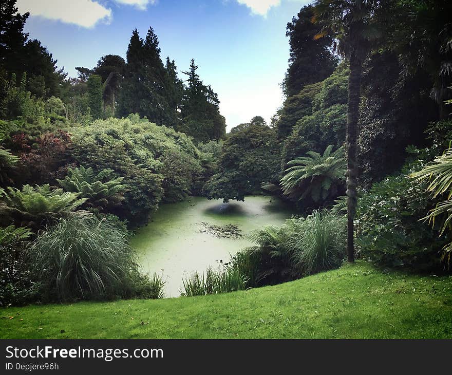 Green Plants and Trees