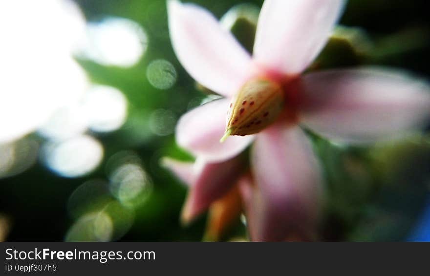 Pink 5 Petaled Flower Focused Photography