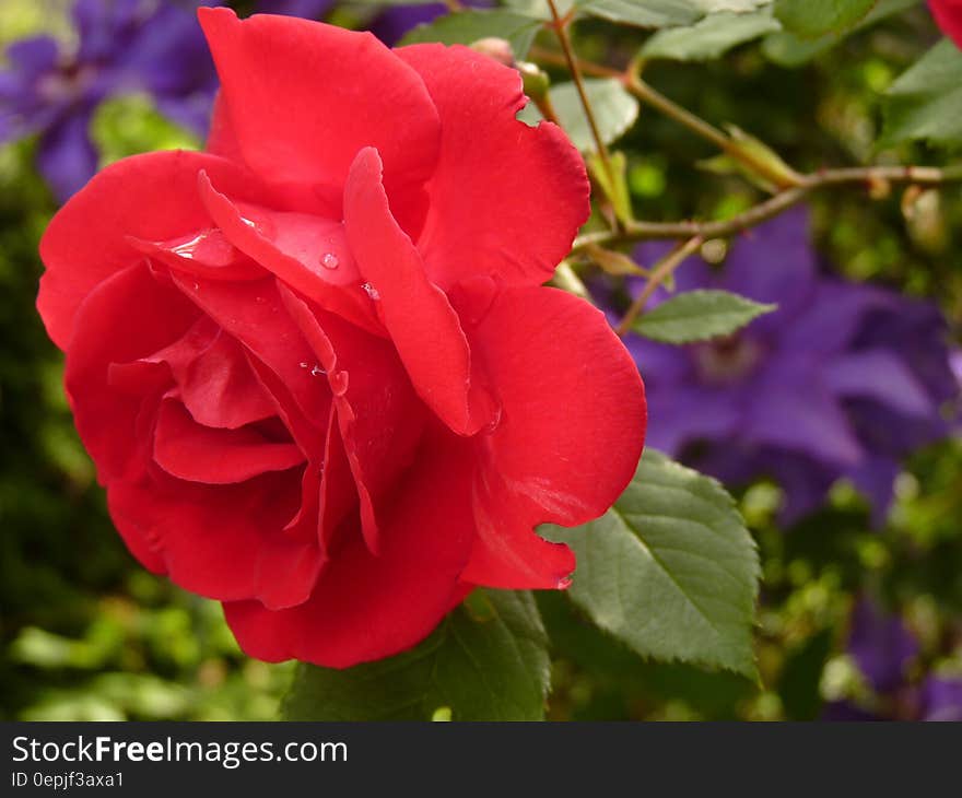 Close Up Photo of Red Rose