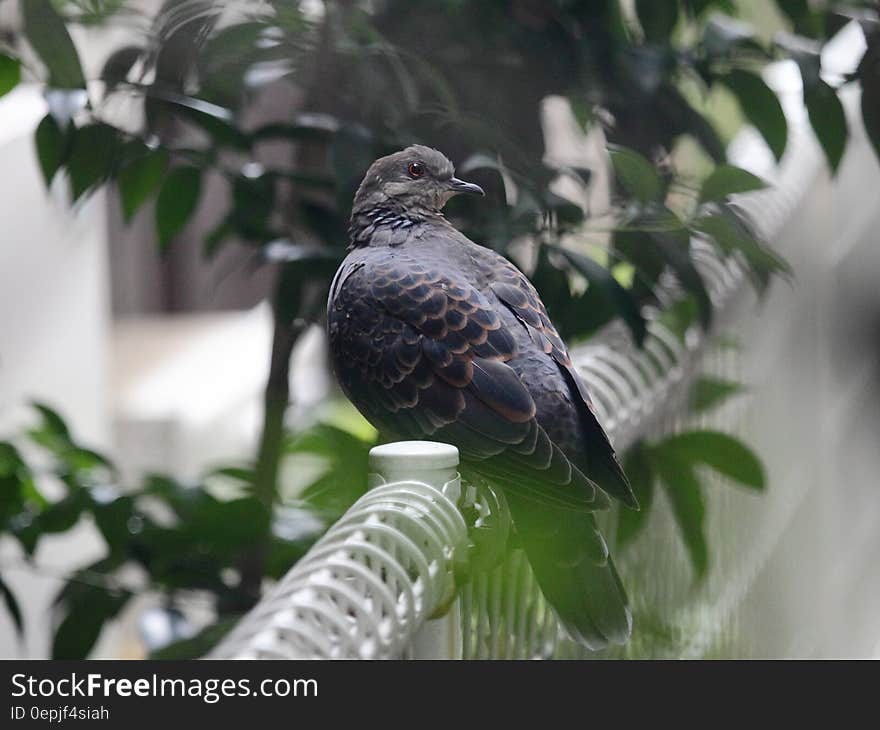 Black Purple Bird on White Metal Frame