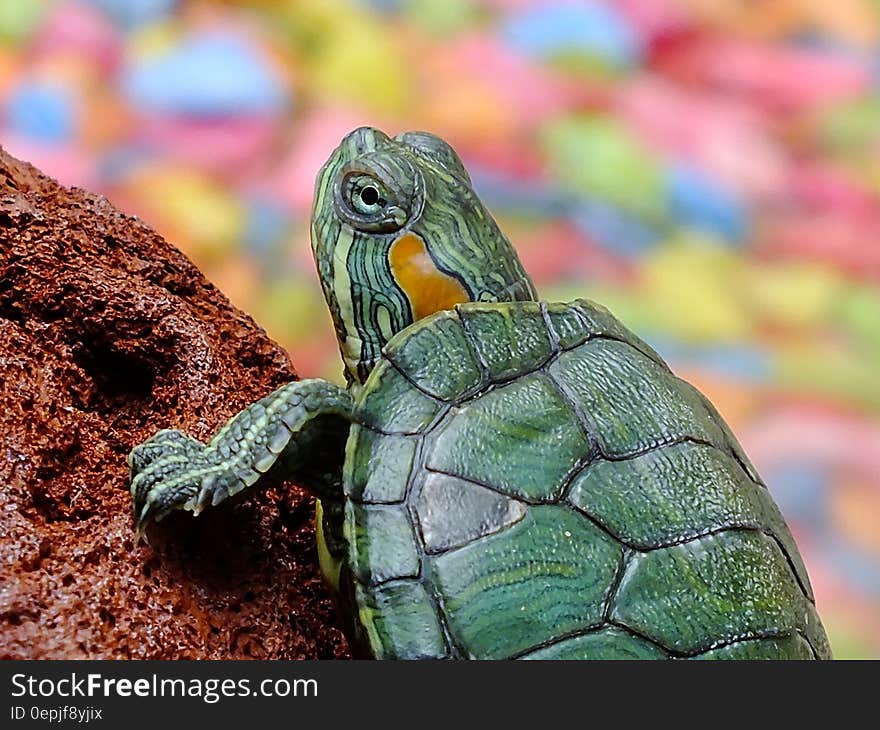 Close up portrait of turtle on rock.