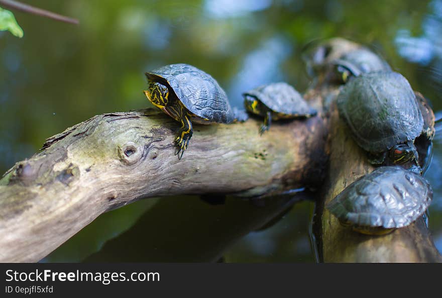 Gray Turtles Crawling on Tree Brunch