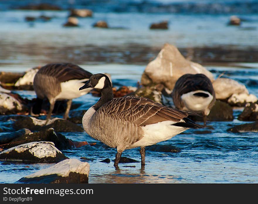 Portrait of geese on rocks in lake on sunny day. Portrait of geese on rocks in lake on sunny day.