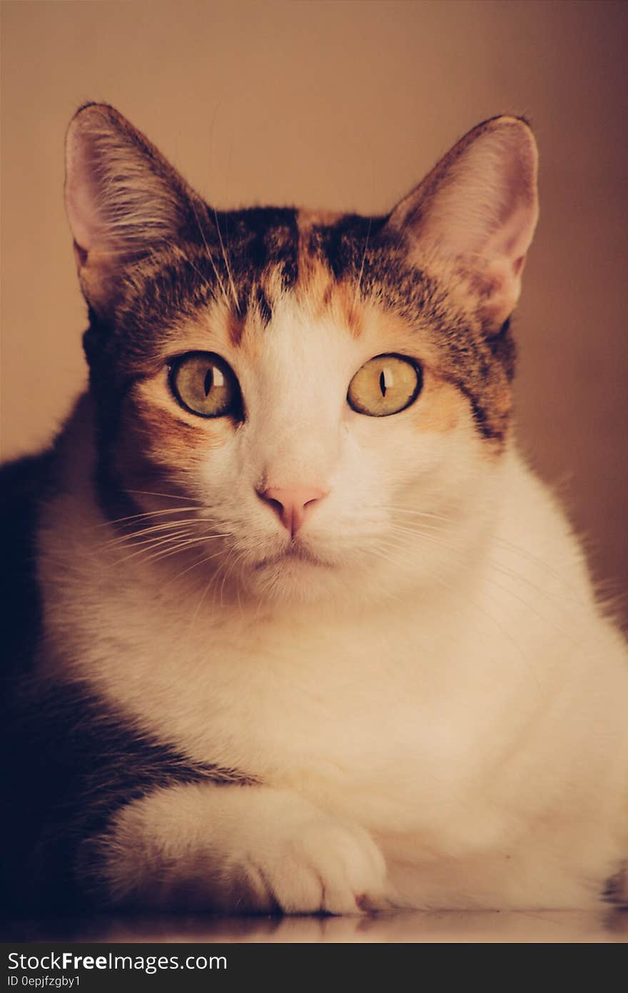 Calico Cat