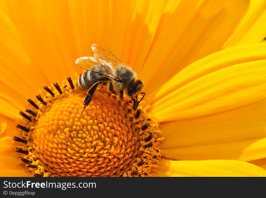 Bumble Bee on Yellow Daisy