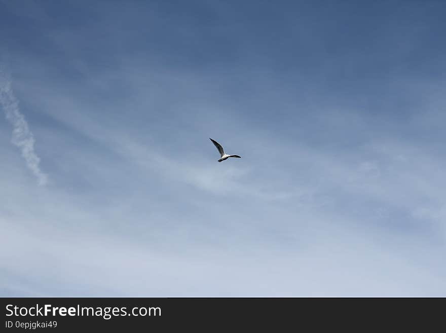 Seagull flying high in blue sky with thin cloud below the bird and signs of a vapor trail. Seagull flying high in blue sky with thin cloud below the bird and signs of a vapor trail.