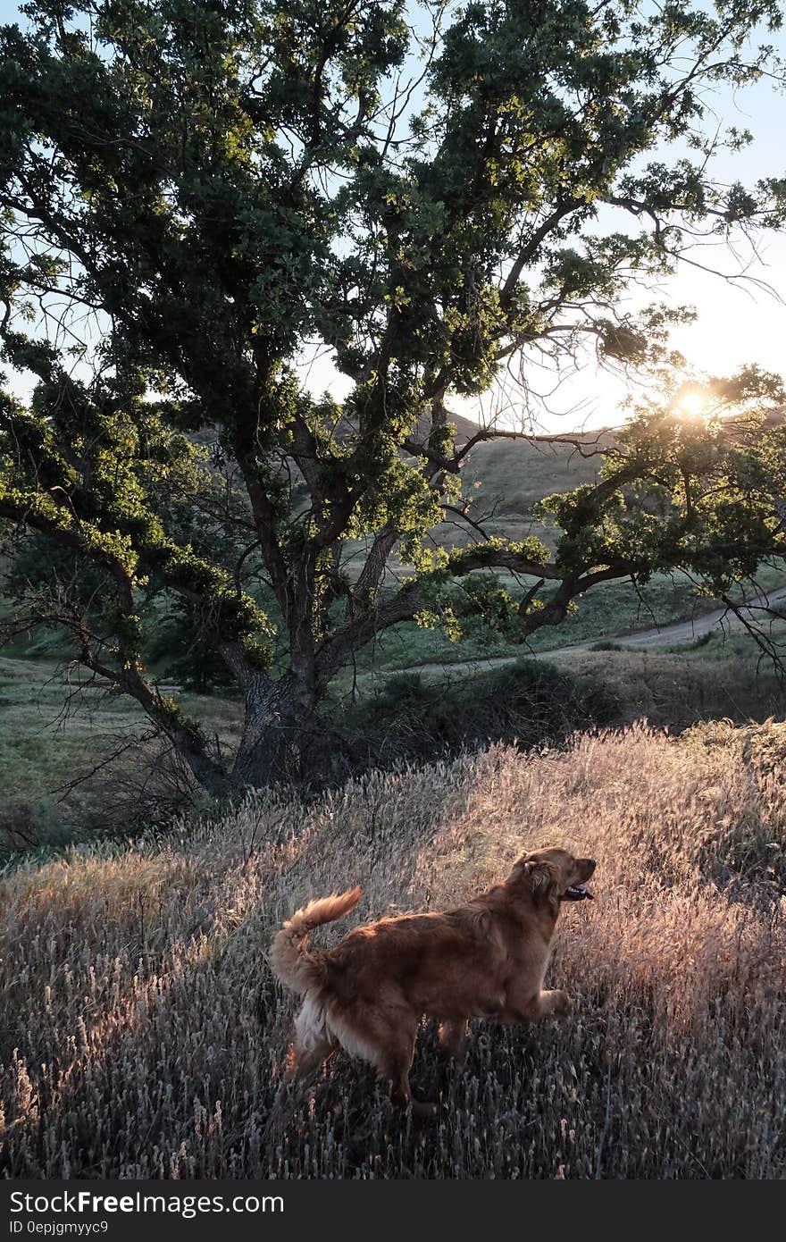 A dog walking freely in a field by a tree. A dog walking freely in a field by a tree.