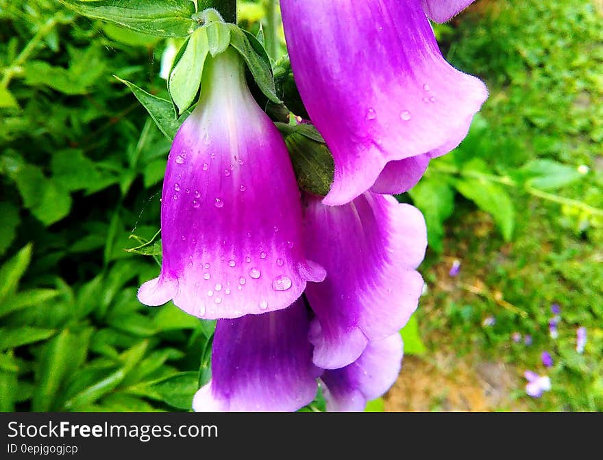 Close up of dew on purple morning glory flowers in sunny garden.