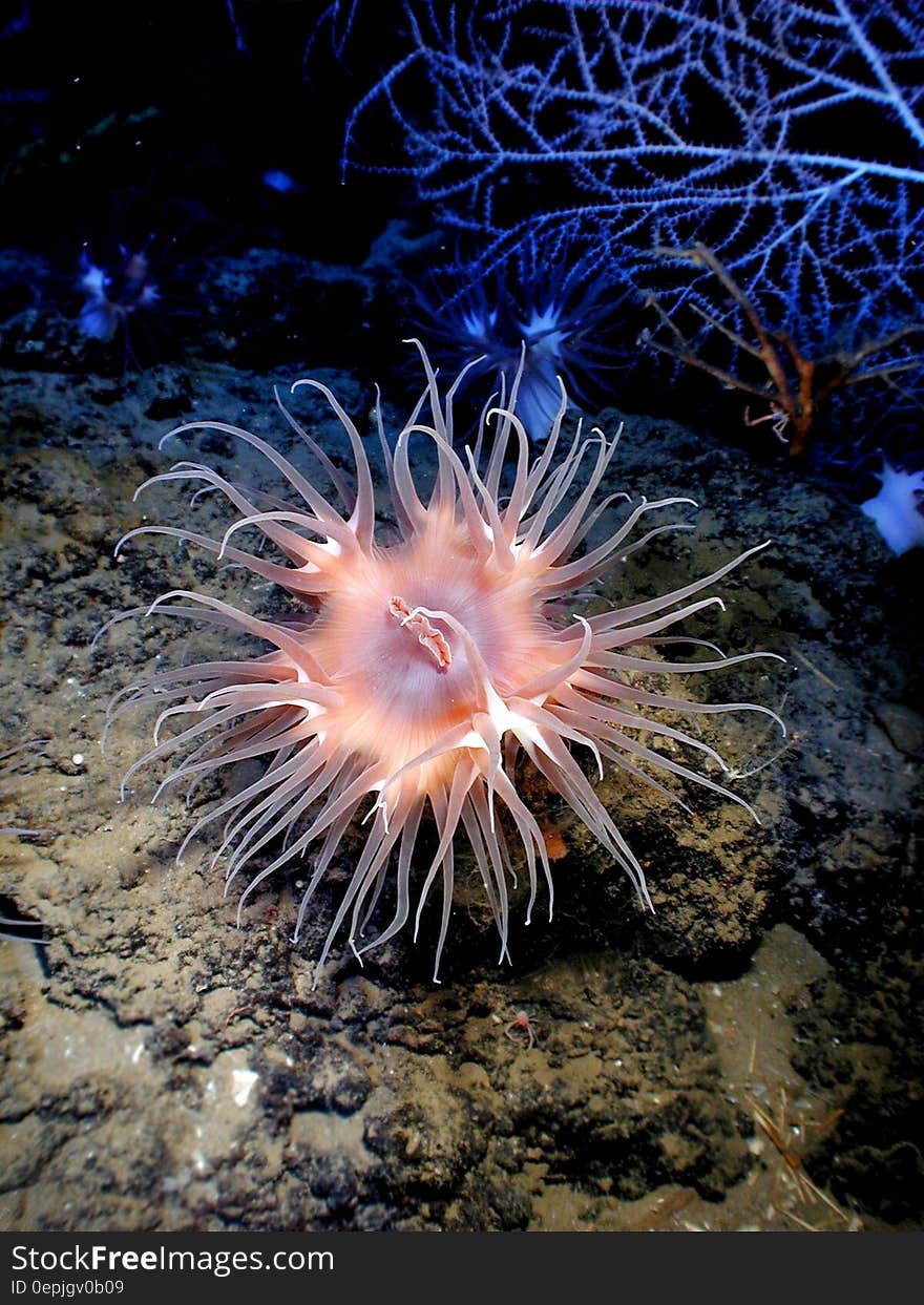 Pink Sea Creature Underwater