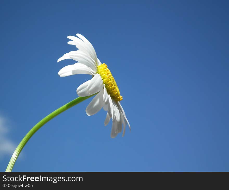 White Daisy Under Blue and White Cloudy Sky