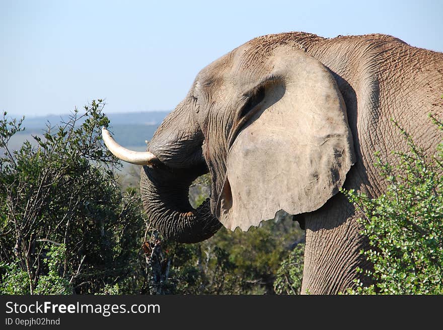 Grey Elephant by the Bushes at Mountain Top during Daytime