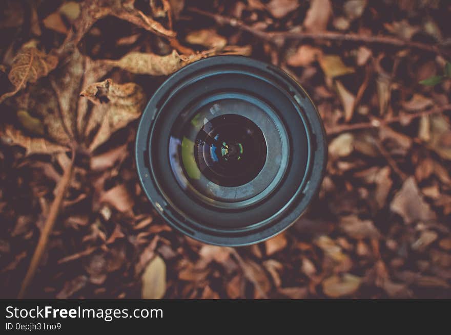 Black Camera Lens on Brown Dried Leaf