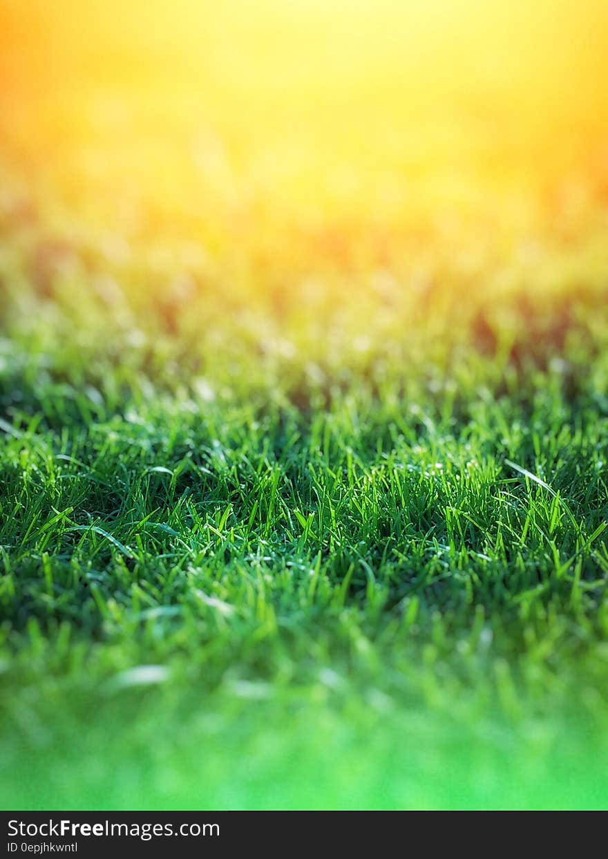 Green Grass over Yellow Background