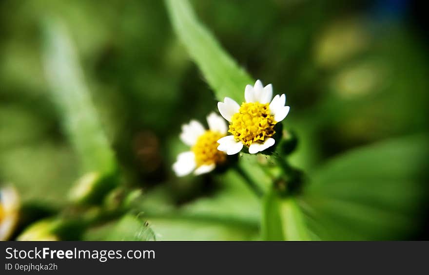 White Petaled Flower