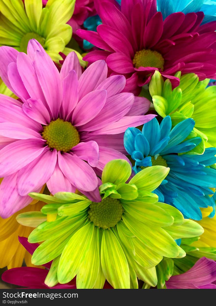 Pink Red Yellow Petaled Flower in Close Up Shot