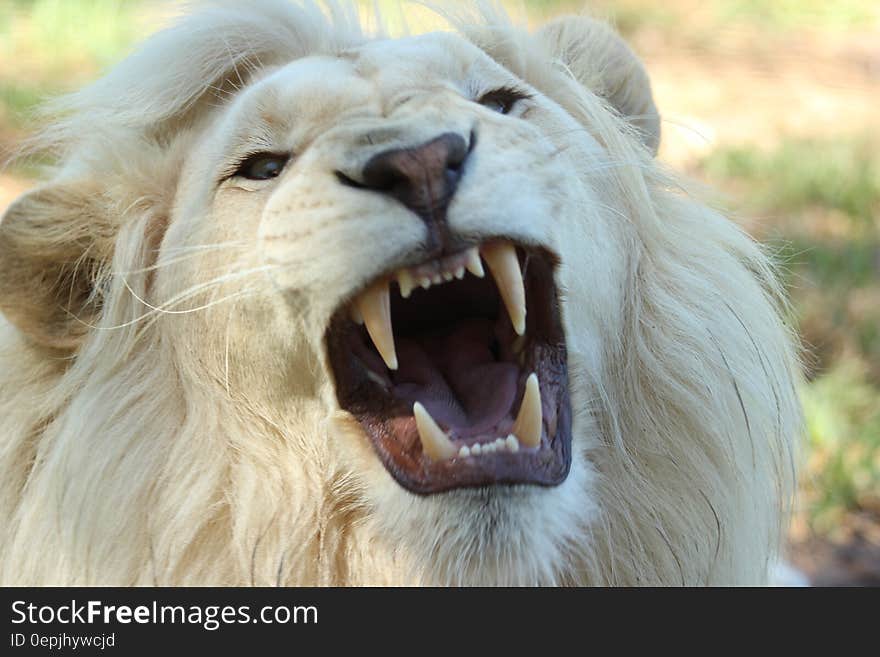 White Long Coat Lion