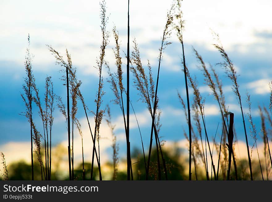 Close Up Image of Grass during Daytime