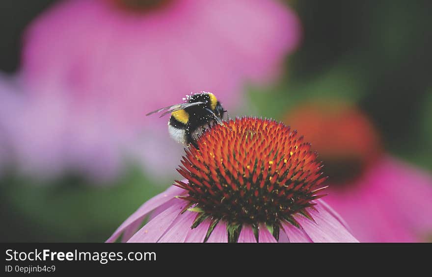 Bee on Red and Purple Flower