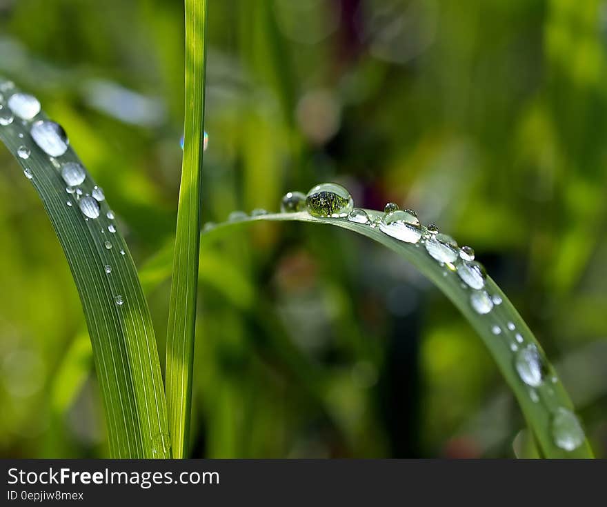 Macro Photography of Watered Green Leaf Plant