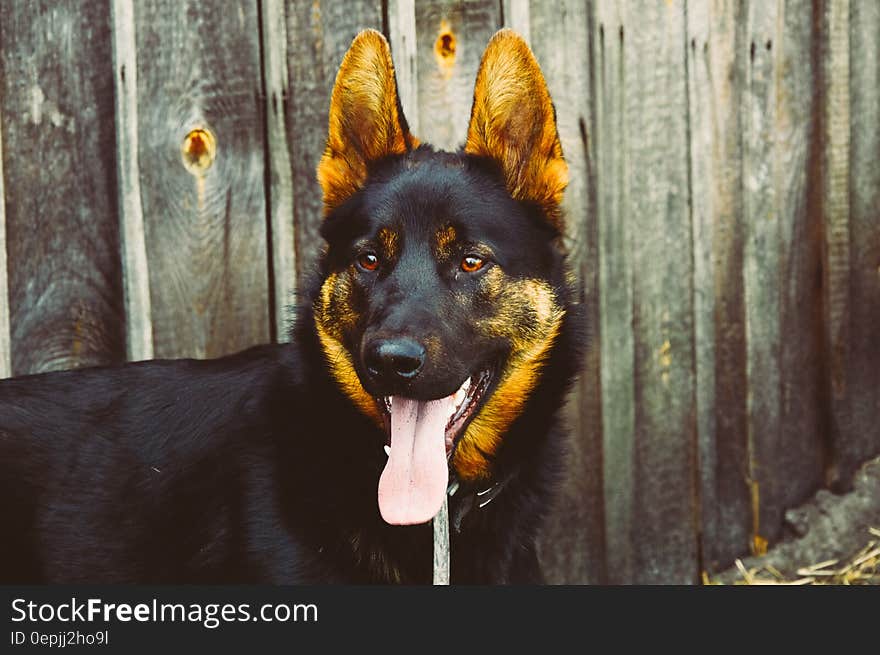 Black and Brown Long Coated Dog Spreads Out Tongue