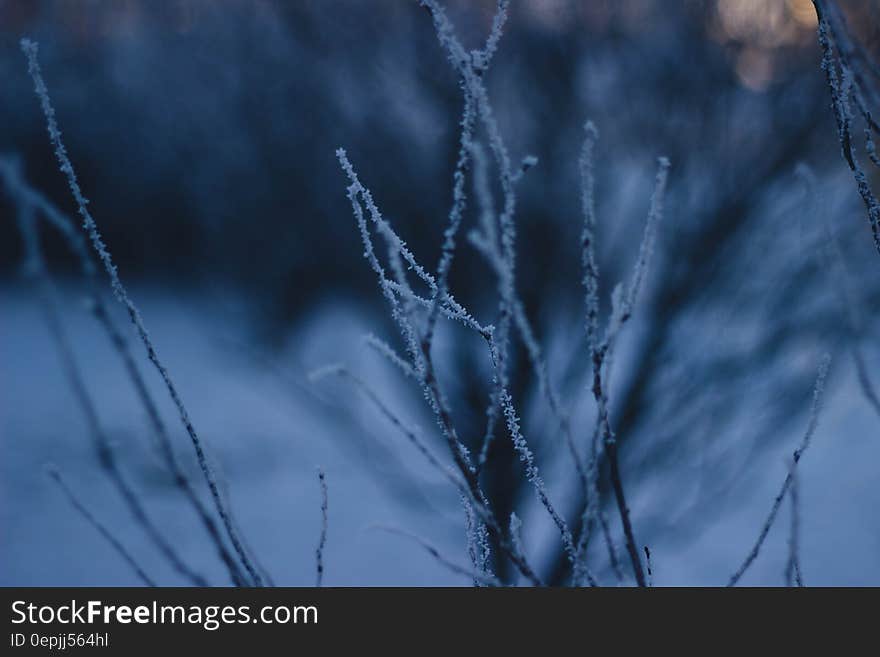 Bare Tree Covered With Snow