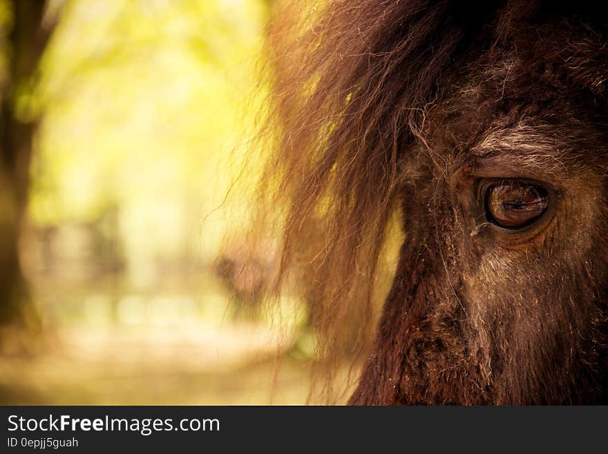 A close up of a bison eye.