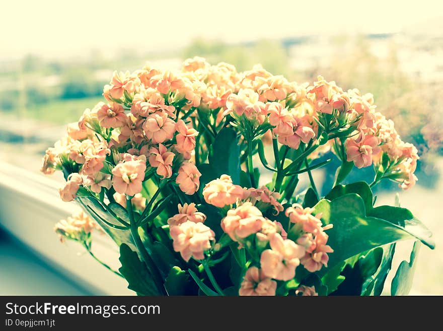 Pink Flowers on Green Plants Phptography