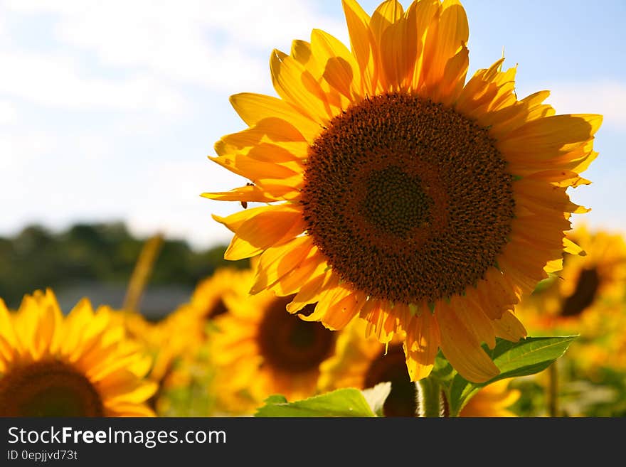 Yellow Brown Sun Flower during Daytime