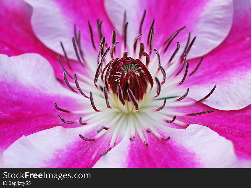 Close Up Photo of Red White and Pink Flower