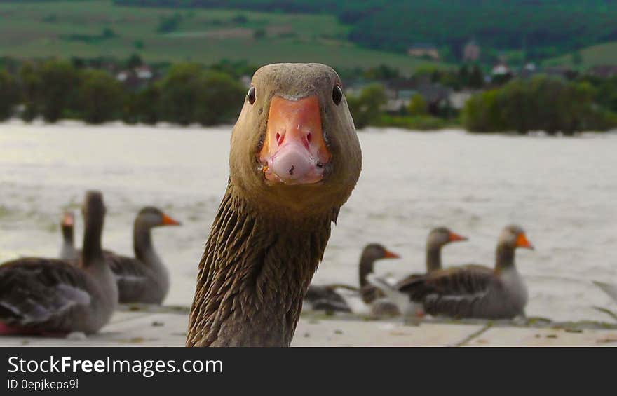 Brown and White Goose