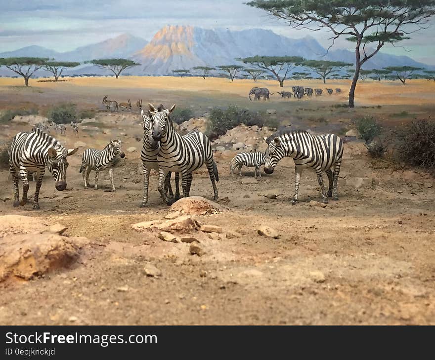 Zebras in Sahara