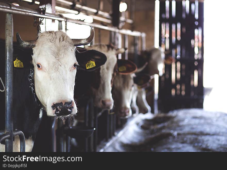 White Cow in Cattle House