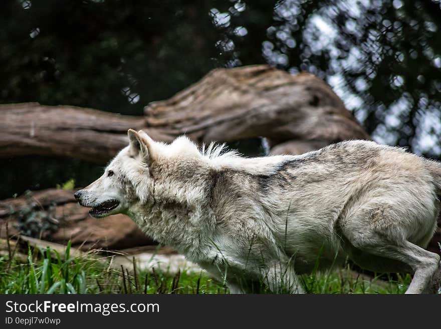 Gray and White Wolf