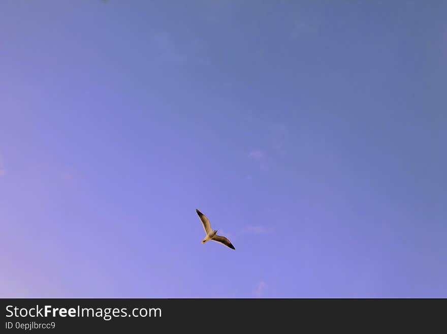 Black and White Seagull Flying during Day Time